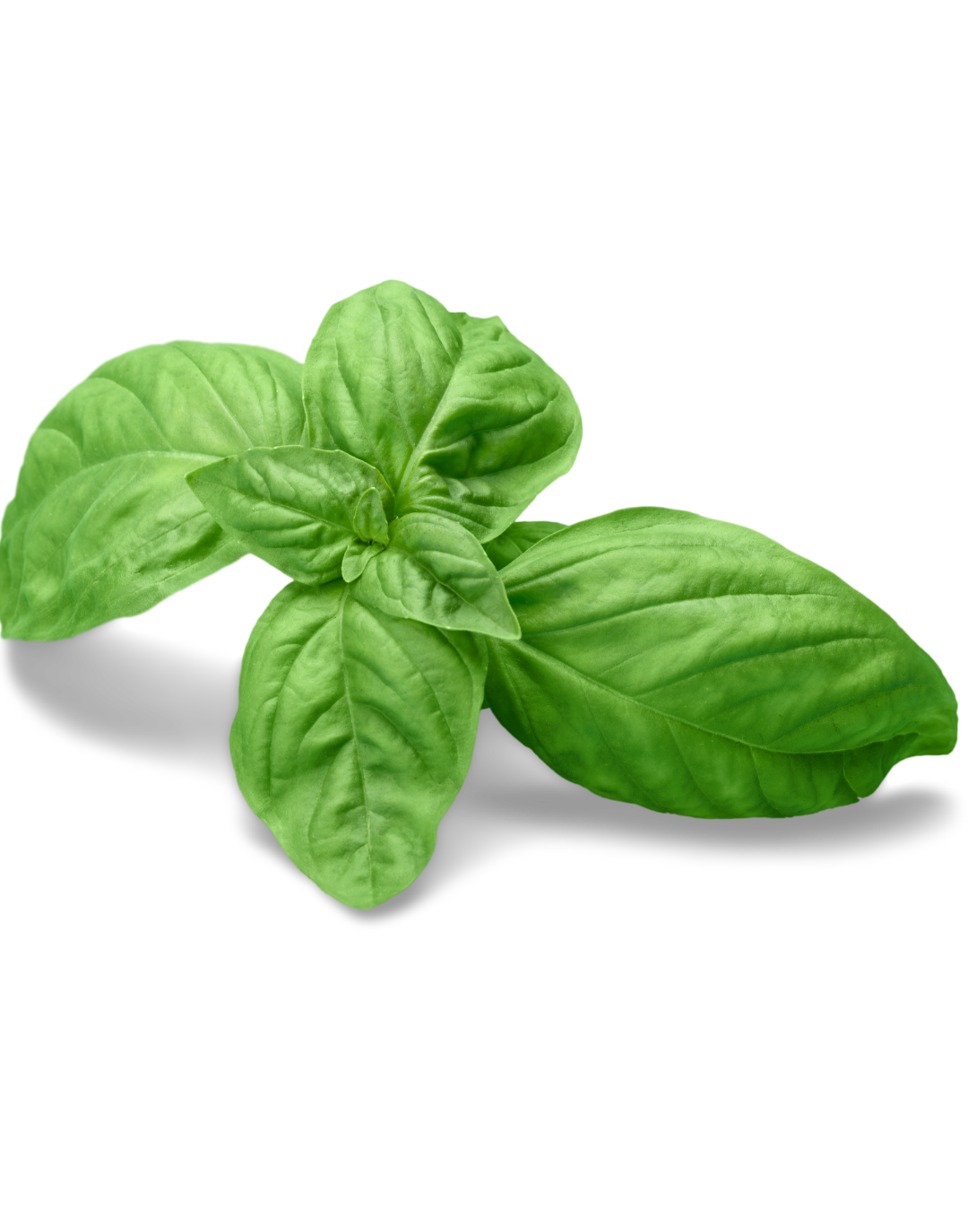 Italian Basil