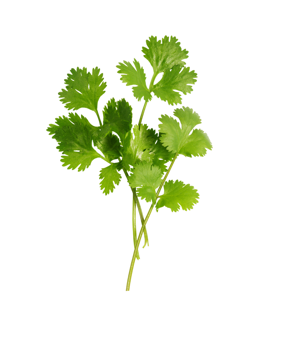 Cilantro