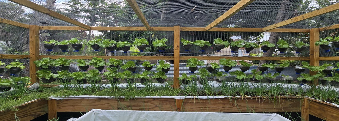 Country Bloom Organics Farm