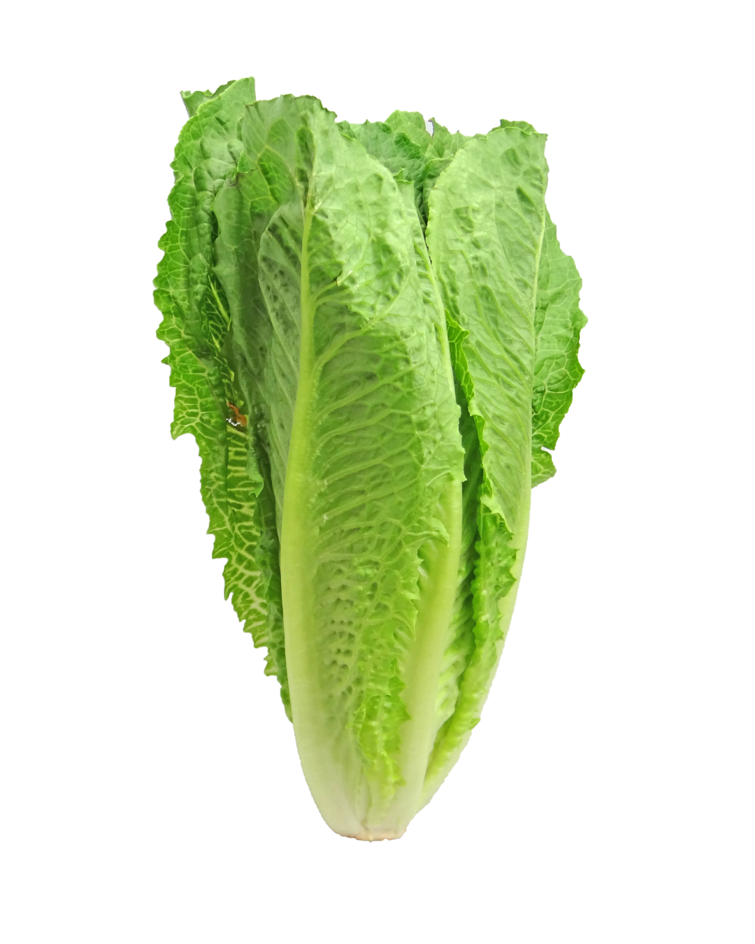 Lettuce